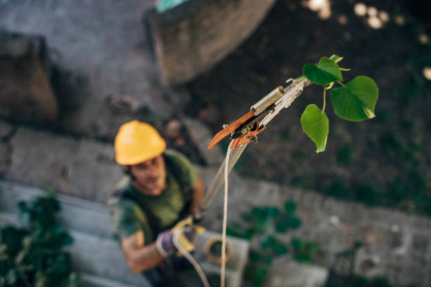 How Our Tree Care Process Works  in  Scanlon, MN